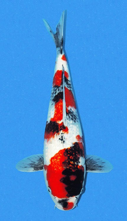 A colored illustration of a female Ginrin Showa koi fish, predominantly white with red and black markings, 16 inches in size.