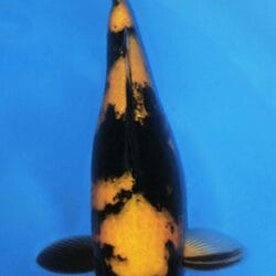 A close-up image of a female koi fish with a black, white, and yellow color pattern, viewed from above in a blue aquatic environment.