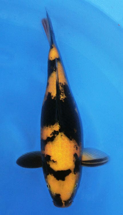 A close-up image of a female koi fish with a black, white, and yellow color pattern, viewed from above in a blue aquatic environment.