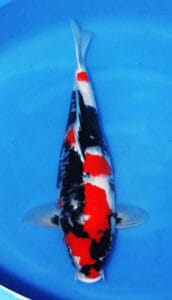 4013 showa 2 year female 22" sold A koi fish with predominantly black and white coloration, with red and white markings, swimming in water.