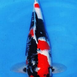 A koi fish with predominantly black and white coloration, with red and white markings, swimming in water.