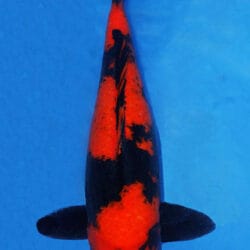 A close-up image of a female koi fish with a black and red color scheme, swimming in water with a blue background.