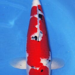 A Sanke koi fish with a predominantly white and red coloration, with black spots, swimming in water.