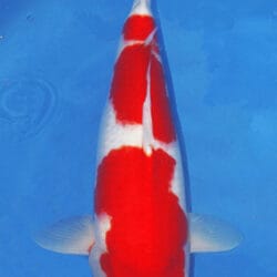 A single Kohaku koi fish with a predominantly white body and red markings, swimming in blue water.