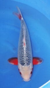 4210 asagi 2 year female 19" sold An Asagi is one of the oldest and most respected varieties of Japanese koi, admired for its calm beauty and classic netted appearance. This Nishikigoi is known for a blue to blue-gray body with dark reticulation across the scales, paired with red or orange hi that typically appears along the sides, cheeks, belly, and fins. The beauty of Asagi comes from balance and subtlety, with the cool blue body and warm secondary color creating a look that feels both traditional and deeply refined.