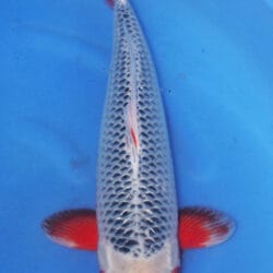 An Asagi is one of the oldest and most respected varieties of Japanese koi, admired for its calm beauty and classic netted appearance. This Nishikigoi is known for a blue to blue-gray body with dark reticulation across the scales, paired with red or orange hi that typically appears along the sides, cheeks, belly, and fins. The beauty of Asagi comes from balance and subtlety, with the cool blue body and warm secondary color creating a look that feels both traditional and deeply refined.