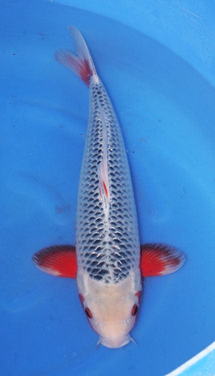 An Asagi is one of the oldest and most respected varieties of Japanese koi, admired for its calm beauty and classic netted appearance. This Nishikigoi is known for a blue to blue-gray body with dark reticulation across the scales, paired with red or orange hi that typically appears along the sides, cheeks, belly, and fins. The beauty of Asagi comes from balance and subtlety, with the cool blue body and warm secondary color creating a look that feels both traditional and deeply refined.