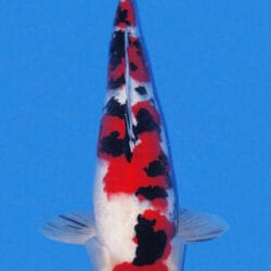 A photo of a Taisho Sanke koi fish, predominantly white with red and black markings, against a blue background.