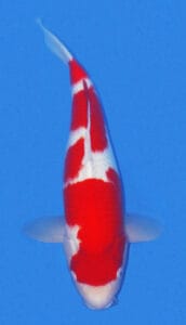 4215 kohaku 3 year female 23" koi fish A single Kohaku koi fish with a predominantly white and red coloration, swimming against a blue background.