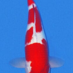 A single Kohaku koi fish with a predominantly white and red coloration, swimming against a blue background.