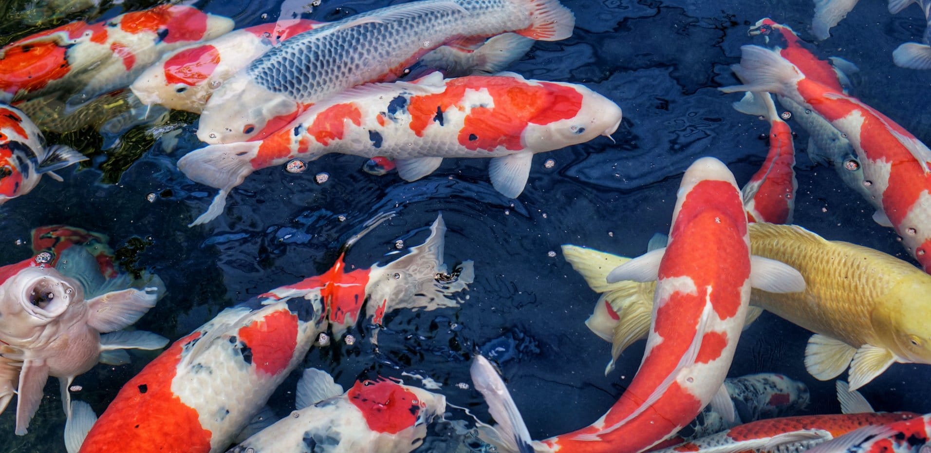 Championship Japanese Nishikigoi koi