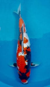 ginrin showa female koi fish sold Multicolored koi fish swimming in a pool with a blue background