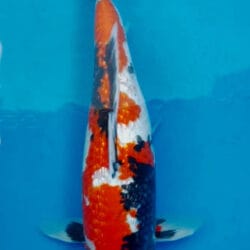 Multicolored koi fish swimming in a pool with a blue background