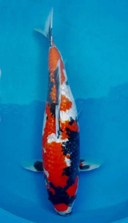 ginrin showa female koi fish sold Multicolored koi fish swimming in a pool with a blue background