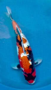 ginrin showa female koi fish sold Colorful koi fish swimming in a pond with a blue background