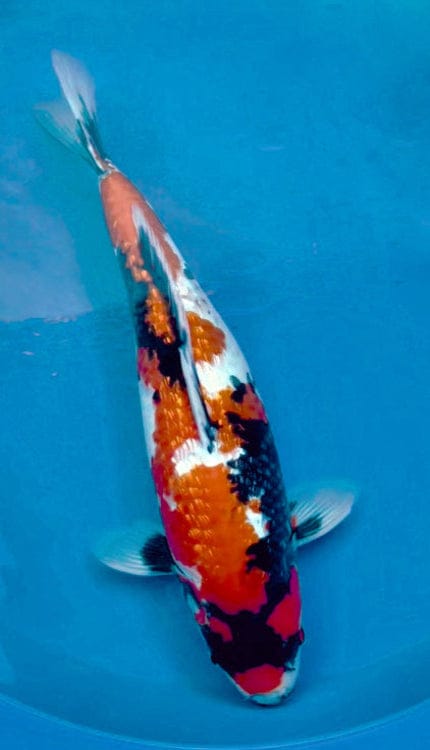 ginrin showa female koi fish sold Colorful koi fish swimming in a pond with a blue background