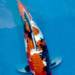 ginrin showa nishikigoi fish 2.jpg