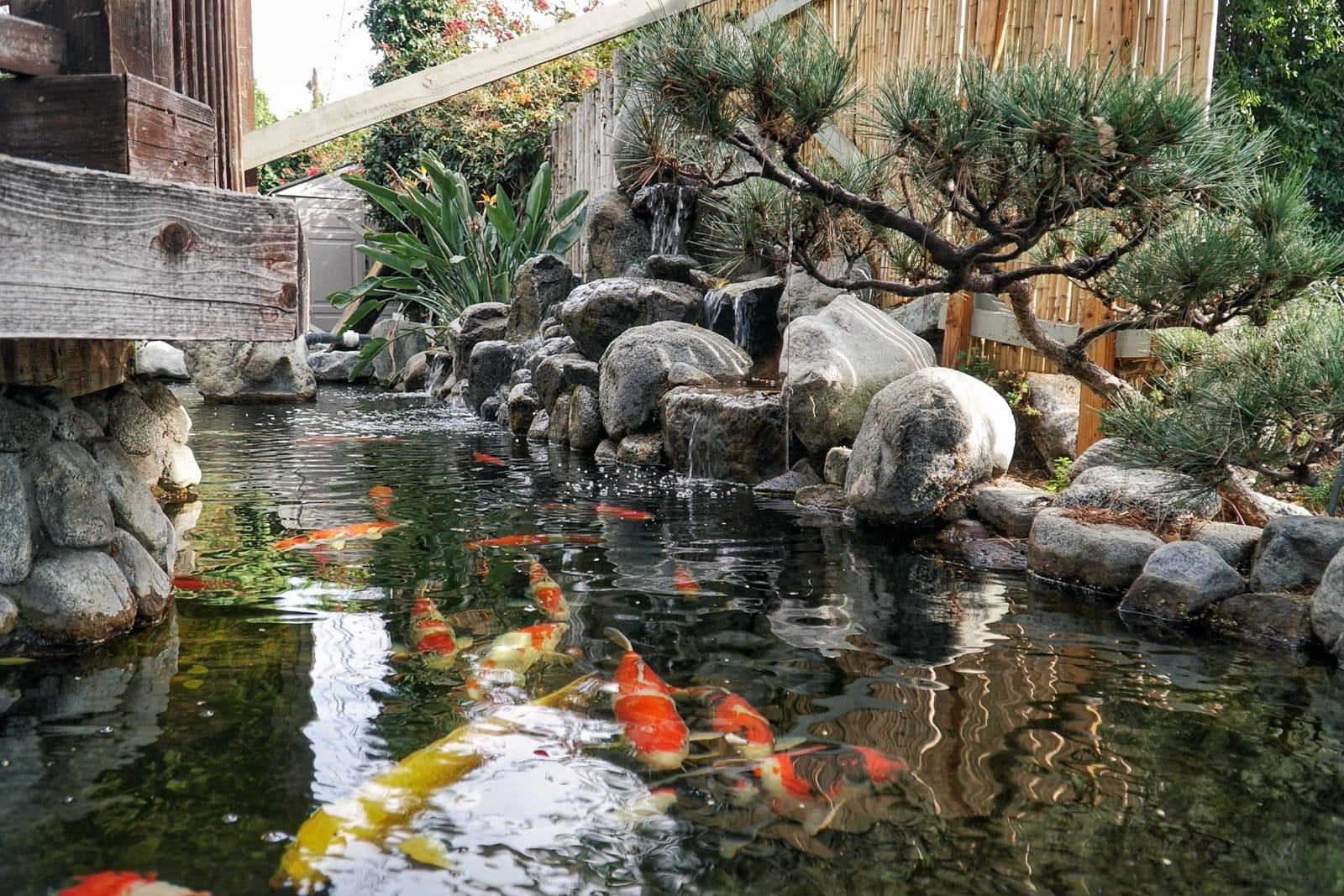 history of koi fish