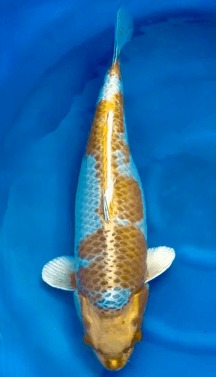 A Kin Kujaku is a brilliant metallic Japanese koi known for its combination of luminous skin, strong pattern, and distinctive reticulation. As a hikari variety, it typically shows a bright platinum-white base overlaid with orange to red patterning and a dark matsuba-style netting across the scales, giving the fish its signature pinecone-like finish. In Nishikigoi, Kujaku is admired for blending elegance with ornament, and a Kin Kujaku stands out for the extra warmth and radiance it brings to the pond.