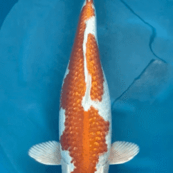 Koi fish with a red and white pattern swimming in a blue container.