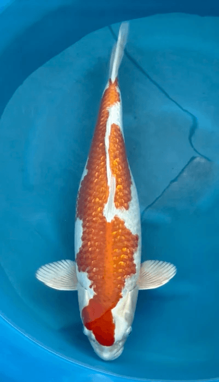 Koi fish with a red and white pattern swimming in a blue container.