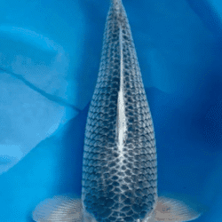 tancho goshiki 3 year female koi fish sold