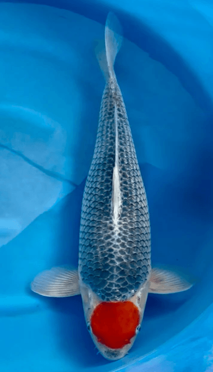 tancho goshiki 3 year female koi fish sold