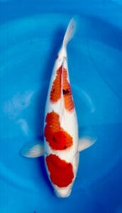 tancho sanke female koi fish sold Koi fish with a red and white pattern swimming in a blue pool