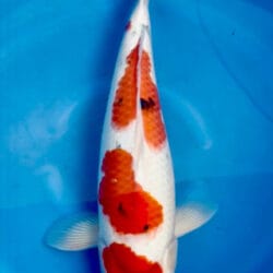 Koi fish with a red and white pattern swimming in a blue pool