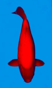 26026 aka muji 4yr f 28 inches 26026 Aka Muji 4-year female 28 koi-fish