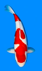 26028 inazuma kohaku 3yr female 22 inches 26028-Inazuma Kohaku-3-year-female-22-koi-fish