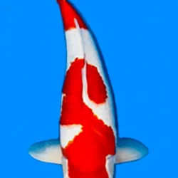26028-Inazuma Kohaku-3-year-female-22-koi-fish