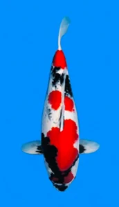 26030 marutan showa 2yr f 20 in 26030-Maruten Showa-2-year-female-20-koi-fish