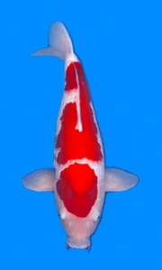 26031 kohaku 4yr female 26 inches Red and white koi fish