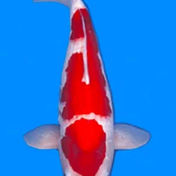 Red and white koi fish