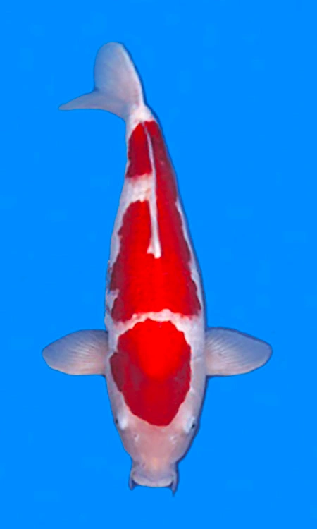 Red and white koi fish