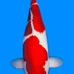 Red and white koi fish