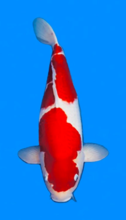 Red and white koi fish
