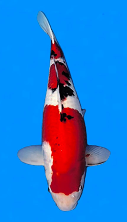 Tri-color koi fish from above