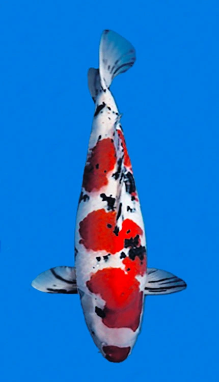 Colorful koi fish swimming