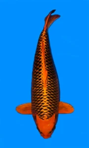 26035 ki matsuba f 26 inches copy Orange and black koi fish