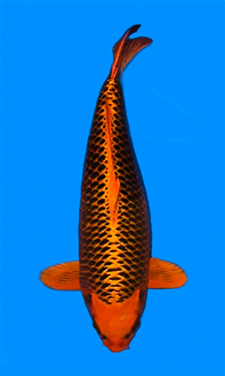 Orange and black koi fish