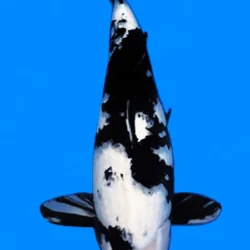 Black and white koi fish