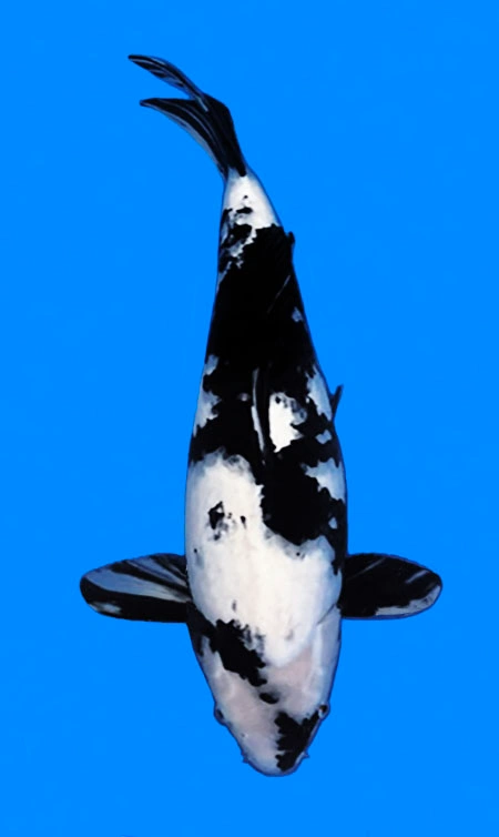 Black and white koi fish