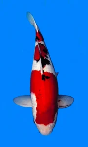 26037 sanke 4yr female 26 inches Red and white koi fish