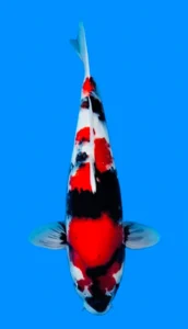 26038 showa 2yr f 19 inches Colorful koi fish from above