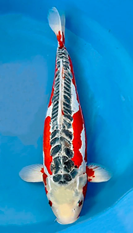 Red and white koi fish
