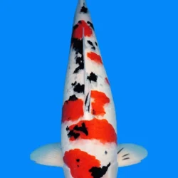 Colorful koi fish swimming upwards