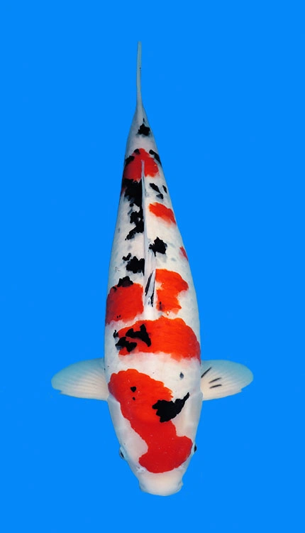 Colorful koi fish swimming upwards