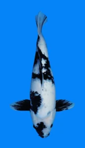 26041 shiro utsuri 3yr femake 22 inches Black and white koi fish